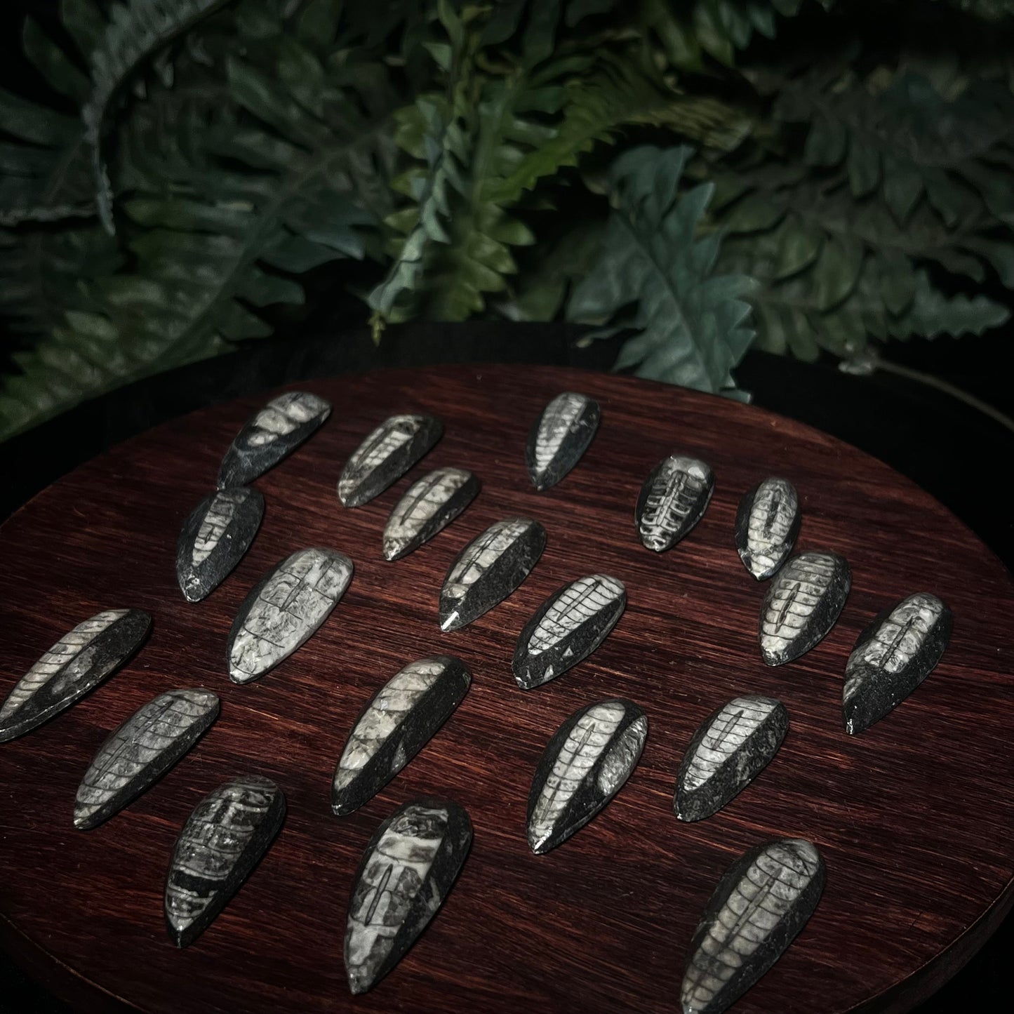Orthoceras fossil 2-3” ancient