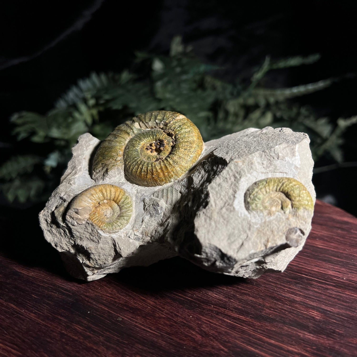 Ammonite Fossil Specimen with 3 visable Ammonites