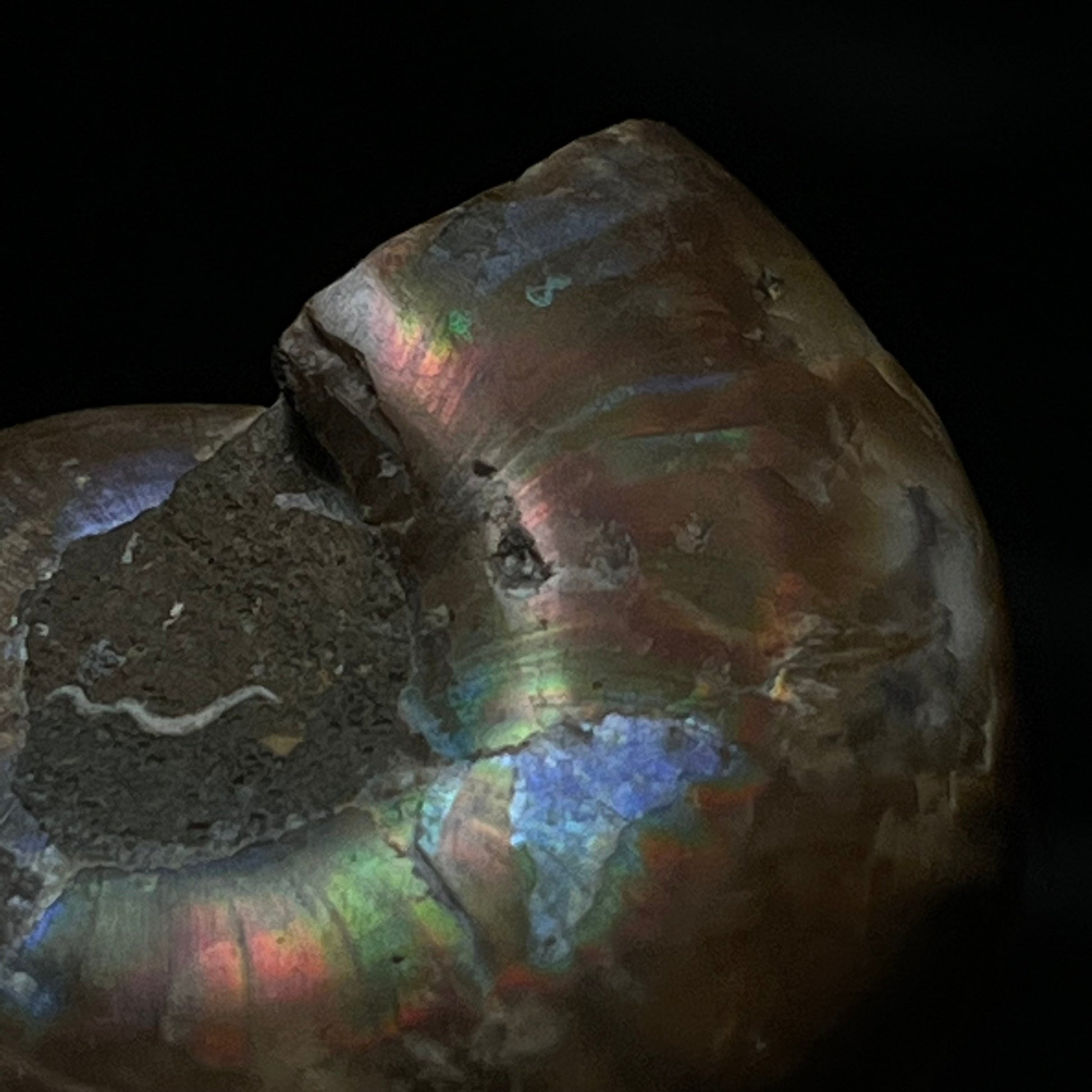 Ammonite Back Close up