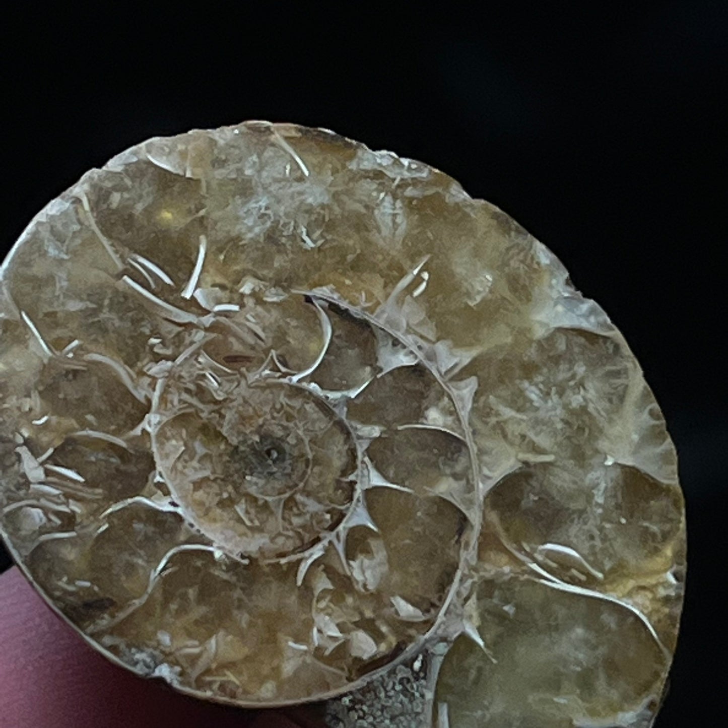 Ammonite Front close up