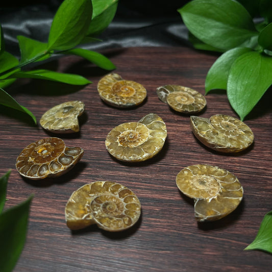 Ammonite Fossil