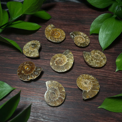 Ammonite Fossil